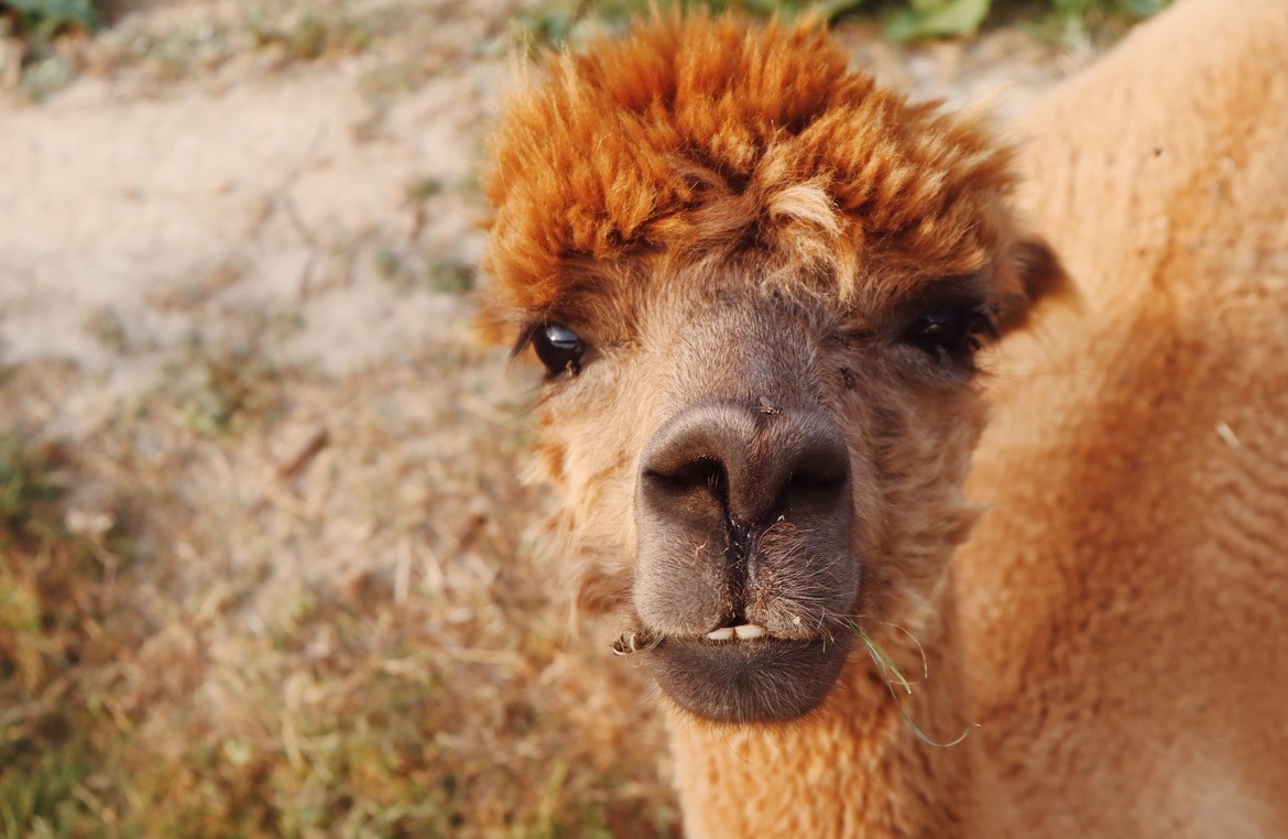Alpacawandeling 🦙